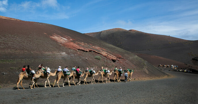 Caravan of camels with tourists in Timanfaya National Park, Lanzarote, Canary Islands, Spain
