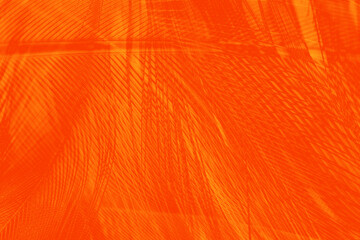 Orange feather phoenix texture pattern for hot background and other