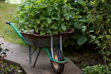 Transplanting plants in the spring at the summer cottage. An agricultural wheelbarrow and a hydrangea flower. Plant care. - obrazy, fototapety, plakaty
