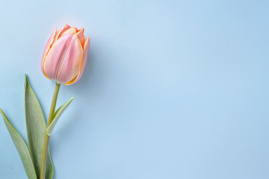 Pink tulip on a blue background. Design template for card, banner, poster with copy space.