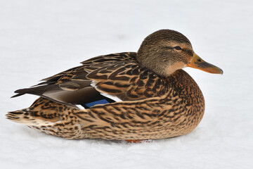 One female mallard sitting on the snow
