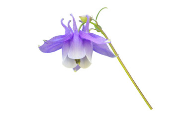 Aquilegia purple flower closeup isolated transparent png. Aquilegia vulgaris or granny bonnet or european columbine plant