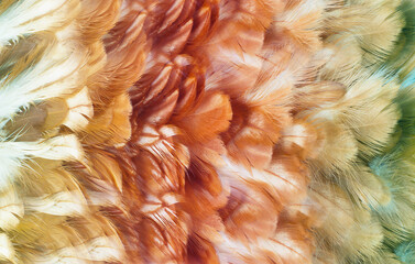 eagle feather texture pattern for background