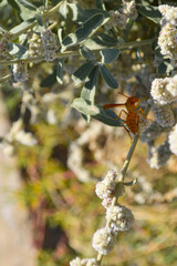 Yellow wasp on a flower, natural white aerva javanica wild plant