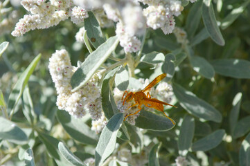 Close up of wasp on aerva javanica white flower, nature insect animal plant leaf