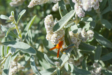 Close up of wasp on aerva javanica white flower, nature animal plant leaf
