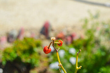 spicy red pepper flowers in the field