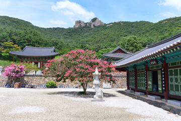 Gaeamsa Buddhist Temple Crape myrtle full bloom in Sangseo-myeon, Buan-gun, Jeollabuk-do, South Korea.