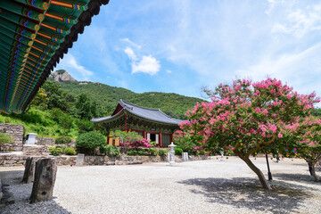 Gaeamsa Buddhist Temple Crape myrtle full bloom in Sangseo-myeon, Buan-gun, Jeollabuk-do, South Korea. - obrazy, fototapety, plakaty