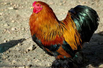Le coq