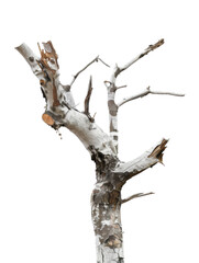 Bark tree isolated on transparent background, png element.