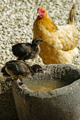 Les paonneaux et la poule