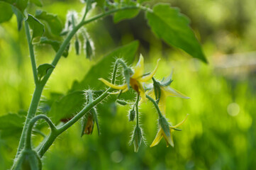 tomato plant flower close up, vegetable in garden