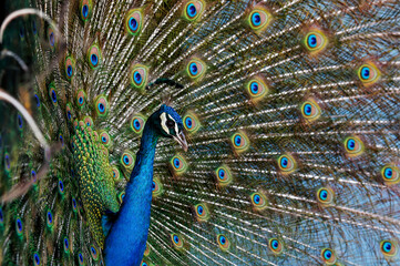 Obraz premium Paon bleu faisant la roue