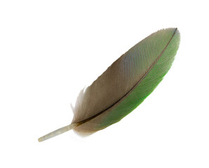 Beautiful macaw parrot feather bird isolated on white background with clipping path