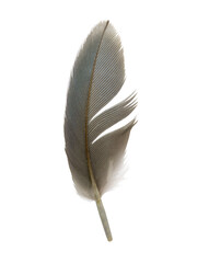 Beautiful macaw parrot feather bird isolated on white background