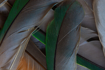 Beautiful heap group parrot lovebird feather pattern texture luxury background