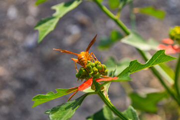 yellow wild wasp on a flower
