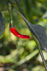 red hot chili peppers plant close up nature, organic vegetable in garden