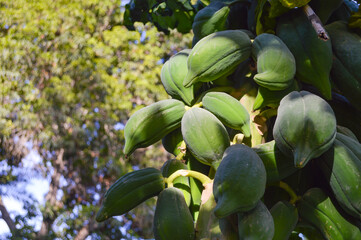 unripe papayas on tree home garden