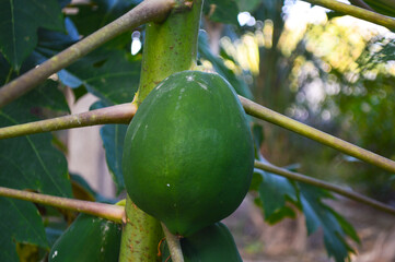 papaya fruit on tree, new seasonal raw pawpaw food plant