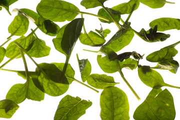 green leaves of spinach, png file