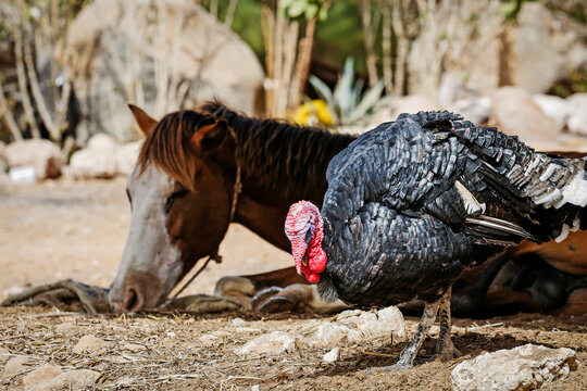 Le dindon et le cheval