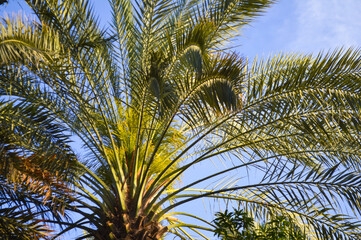 Fototapeta premium sweet fruit dates new season, palm tree on sky, natural tree 