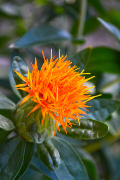 safflower orange flower in the garden