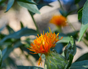 orange flower in the garden, safflower herbal plant