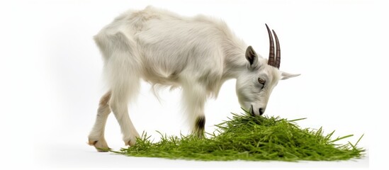 goat eat grass white background .isolated on white photo - realistic, ultra sharp