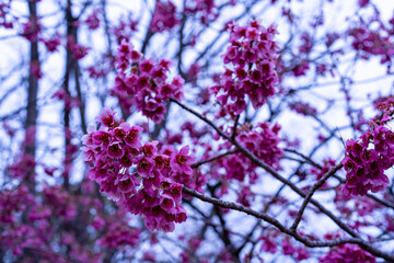 春の曇り空に映える満開の寒緋桜