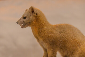 牙を剥くエゾクロテン