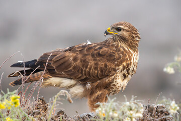 Beautiful full body side portrait of a Buzzard looking sideways with its head turned and flesh on its beak with parts of the plumage molting surrounded by nice vegetation on a dense foggy day