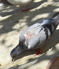 Fototapeta premium street pigeon in the city, animal injure bird