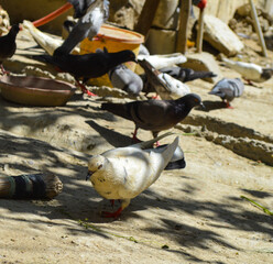 white and black pigeons on the street, animal bird feeding