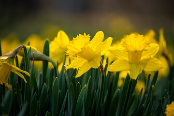 lush blooming flower of yellow daffodils. - 769588075