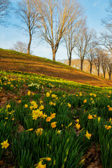 yellow daffodils blooming on the hills in the forest - 769588261