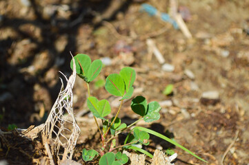 Herbal plant grass melilotus indicus, Nature home gardening