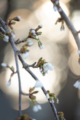 First opening flowers of a fruit tree in the spring garden. delicate photo, soft focus, bokeh.