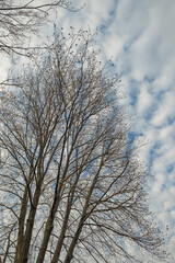 tree without leaves against the background of the spring sky with interesting clouds. spring mood is in the air.