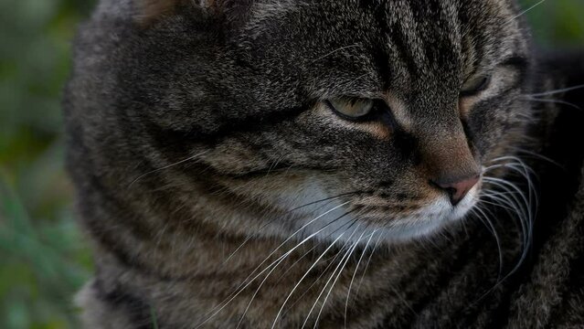 Brown Cat looks around and looks directly into the camera with her eyes. Close up and slow motion