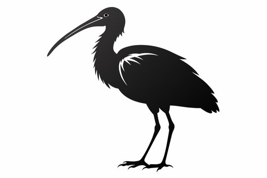 recommend clip art: a ibis beautiful bird silhouette  vector illustration