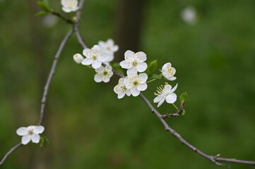 Fleurs blanches jardin nature