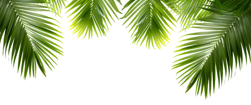 Green and fresh palm leaves