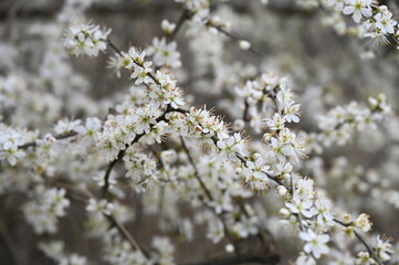 Fleurs blanches jardin nature