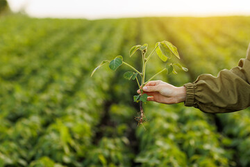 Close up of soybean plant in farmer's hand on natural cultivated soya field background. Agriculture environmental protection. Crops care concept and control of growth and development of sprouts.