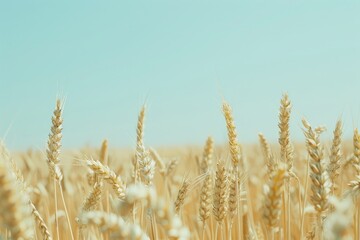 Fototapeta premium close up, Beautiful summer field of ripe wheats on sunny day, Selective focus