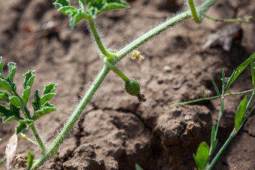 small ovary of watermelon in the field