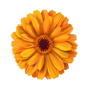 Calendula flower close-up on a white background. Front view. Full depth of field. With clipping path.